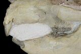 Fossil Squirrel-Like Mammal (Ischyromys) Skull - Nebraska #176357-7